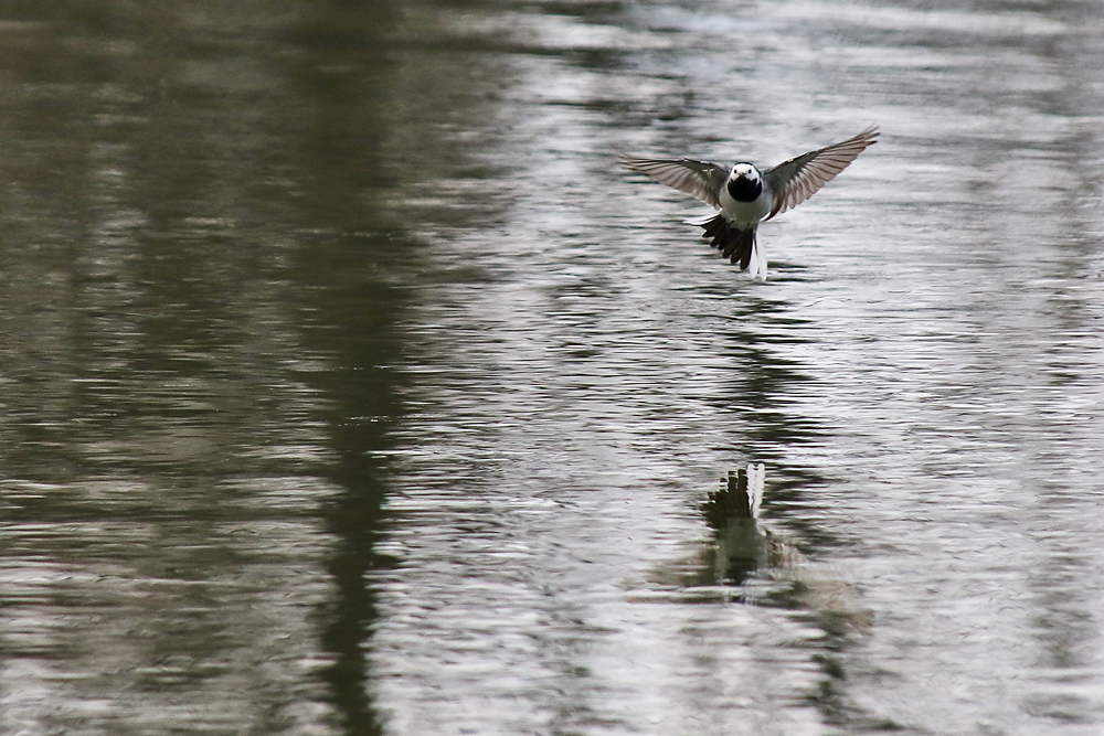 Bachstelze im Flug