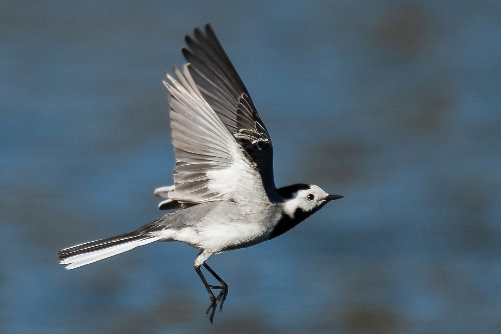 Bachstelze im Flug