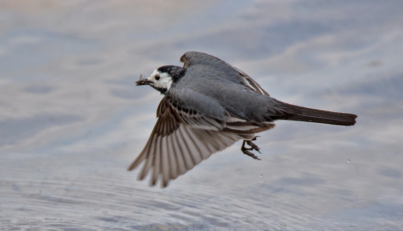 Bachstelze im Flug mit Beute