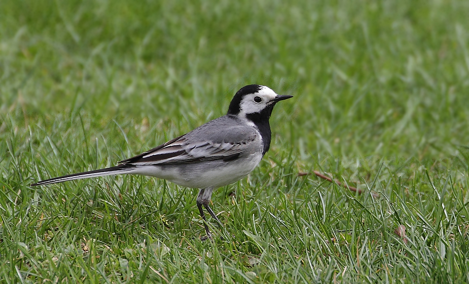 Bachstelze im Gras