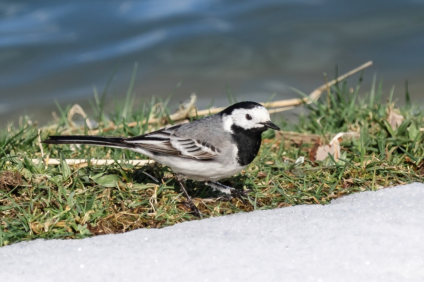 Bachstelze im Grass zwischen See und Schnee