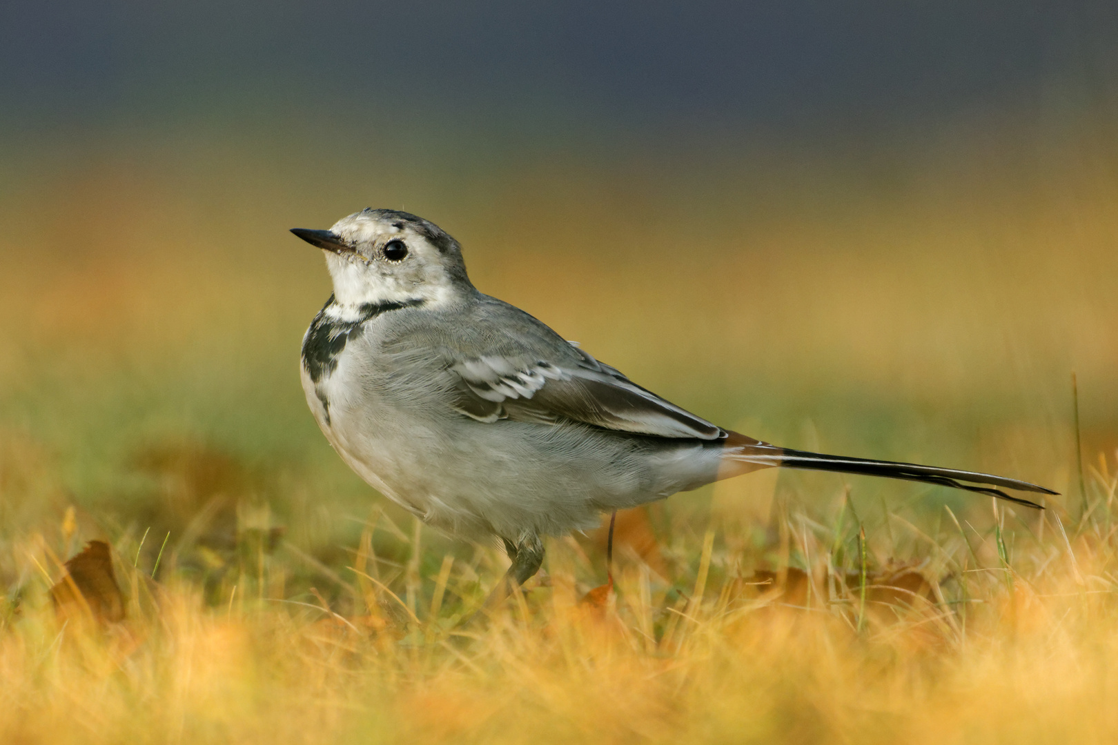 Bachstelze im Herbst bei der morgendlichen Runde