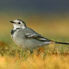 Bachstelze im Herbst bei der morgendlichen Runde