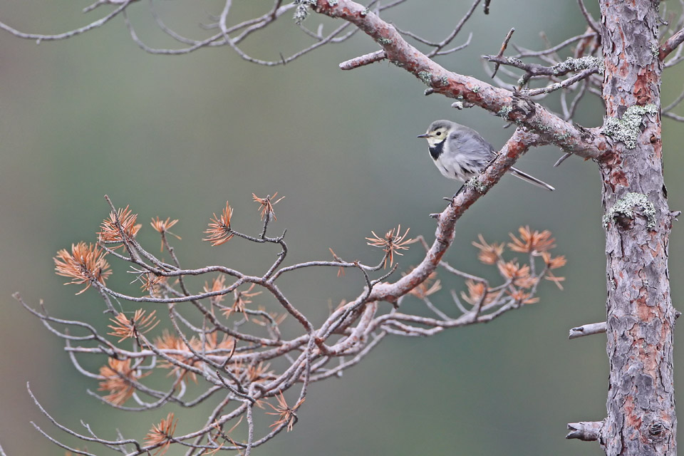 Bachstelze im Herbst