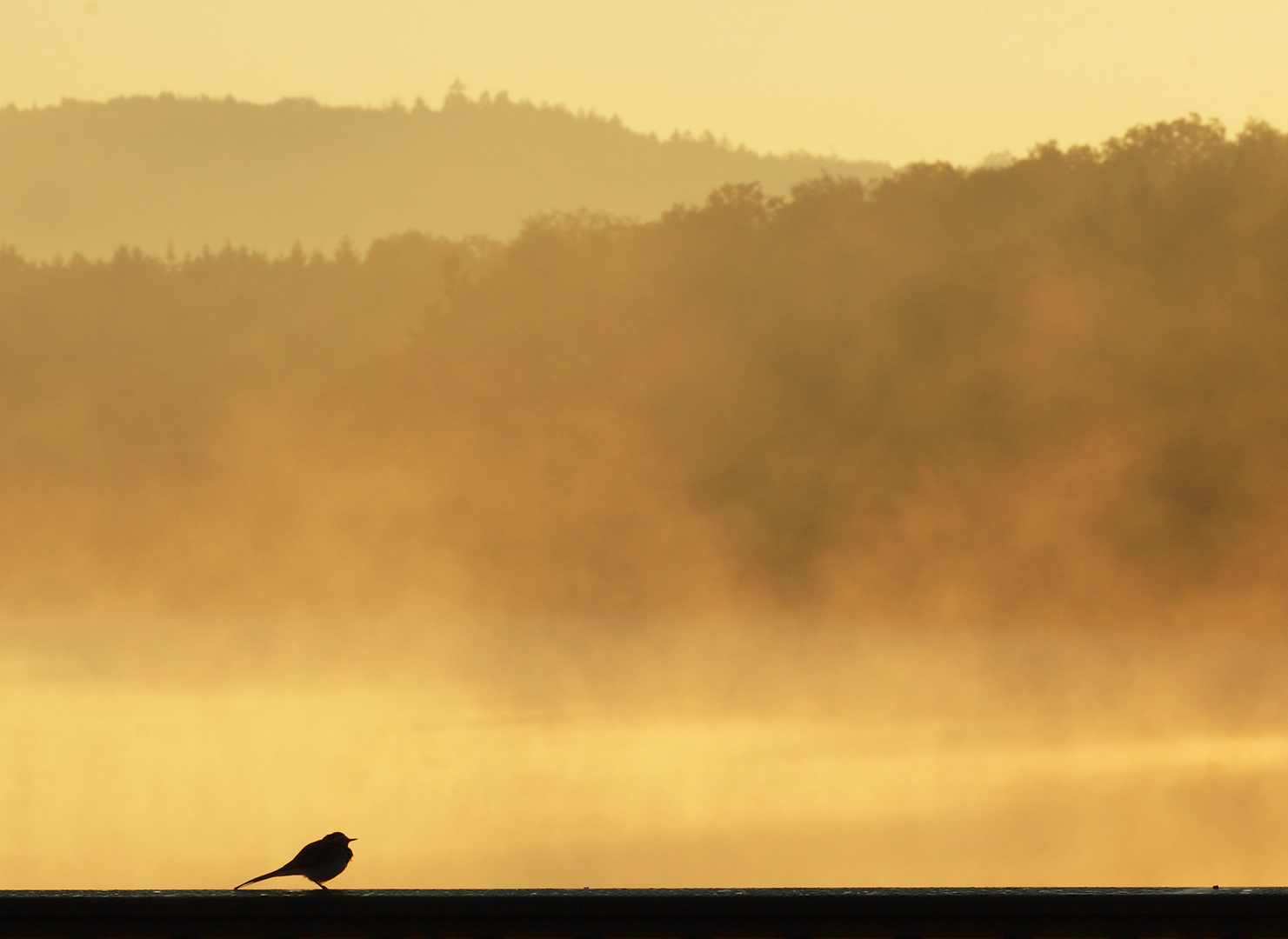 Bachstelze im Morgennebel