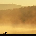 Bachstelze im Morgennebel