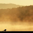 Bachstelze im Morgennebel