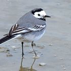 Bachstelze im Naturschutzgebiet Rheindelta