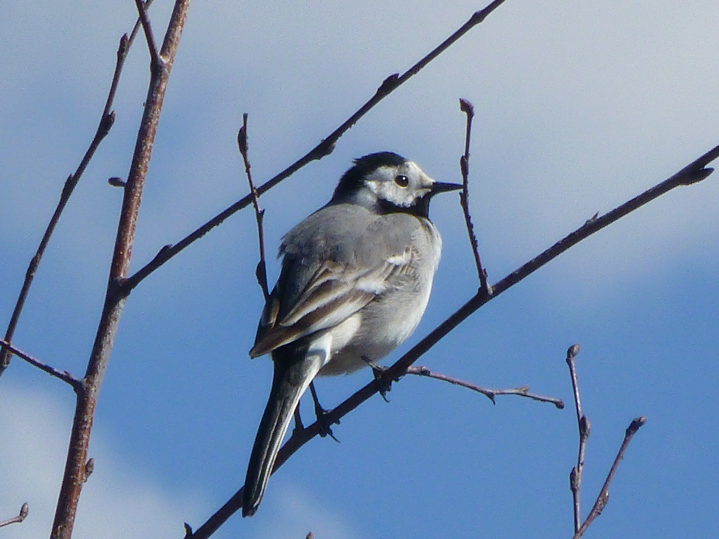 Bachstelze im Pietzmoor