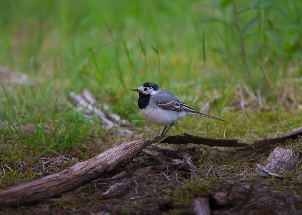 Bachstelze im Wald