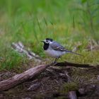 Bachstelze im Wald