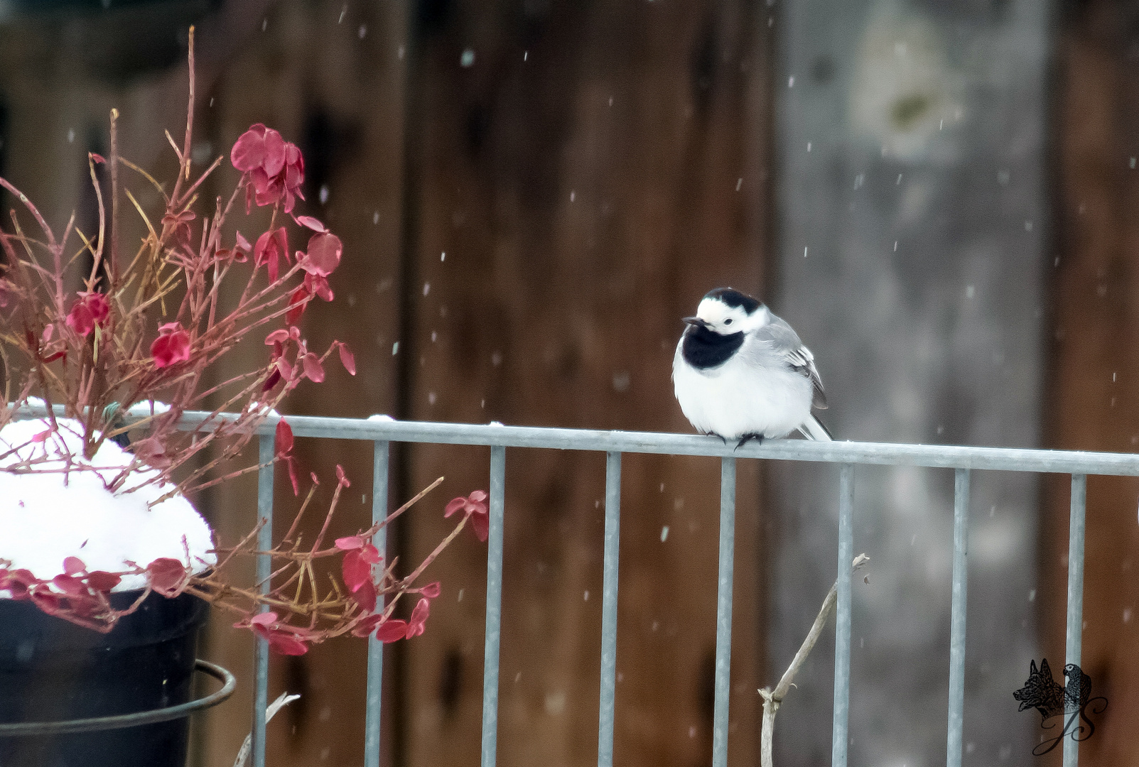 Bachstelze im Winterkleid