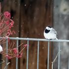 Bachstelze im Winterkleid