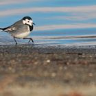 Bachstelze in Schreitvogel-Manier