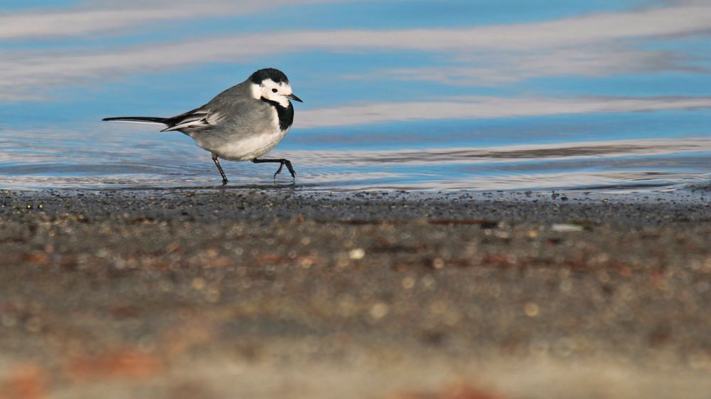 Bachstelze in Schreitvogel-Manier