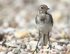 Bachstelze (Jungvogel)