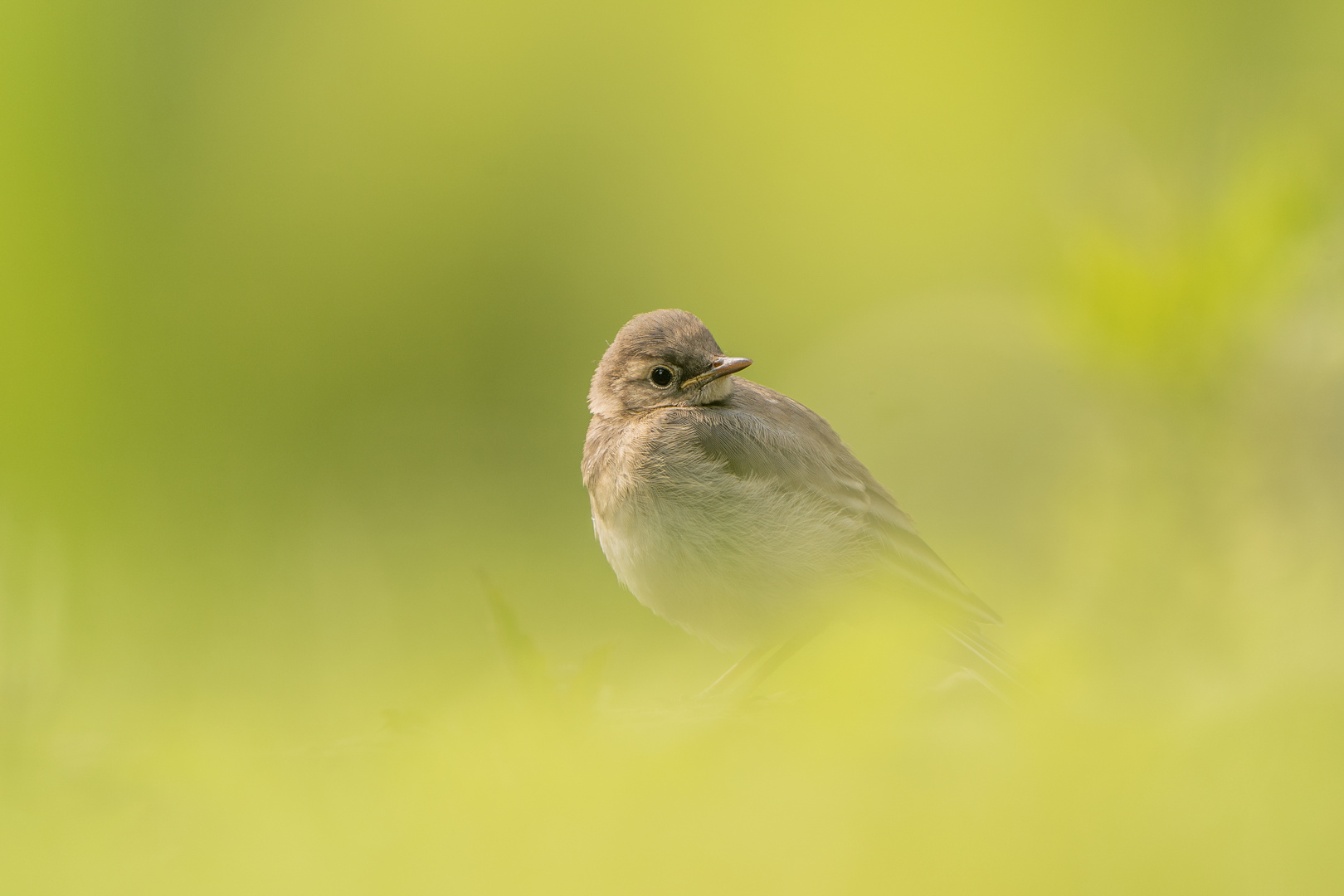 Bachstelze Jungvogel