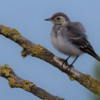 Bachstelze - Jungvogel