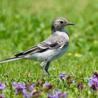 Bachstelze - Jungvogel