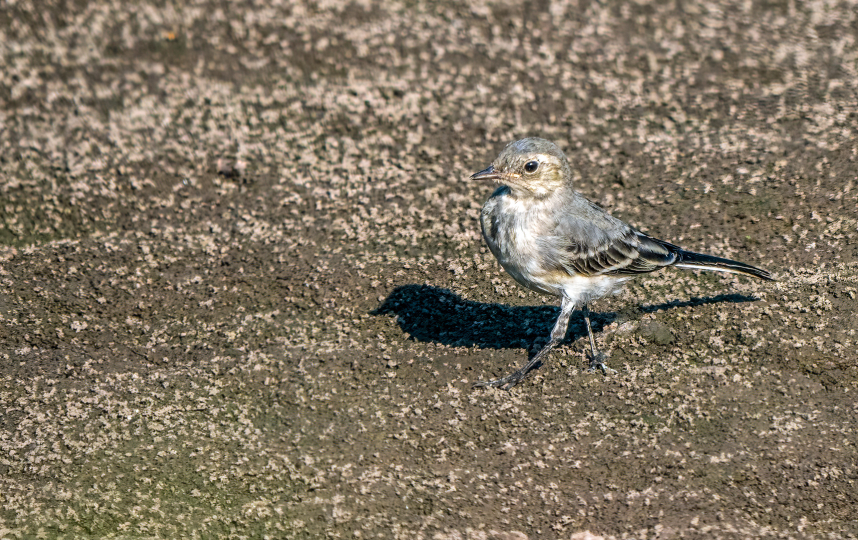 "BACHSTELZE", Jungvogel