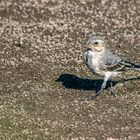 "BACHSTELZE", Jungvogel