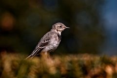 Bachstelze (Jungvogel)