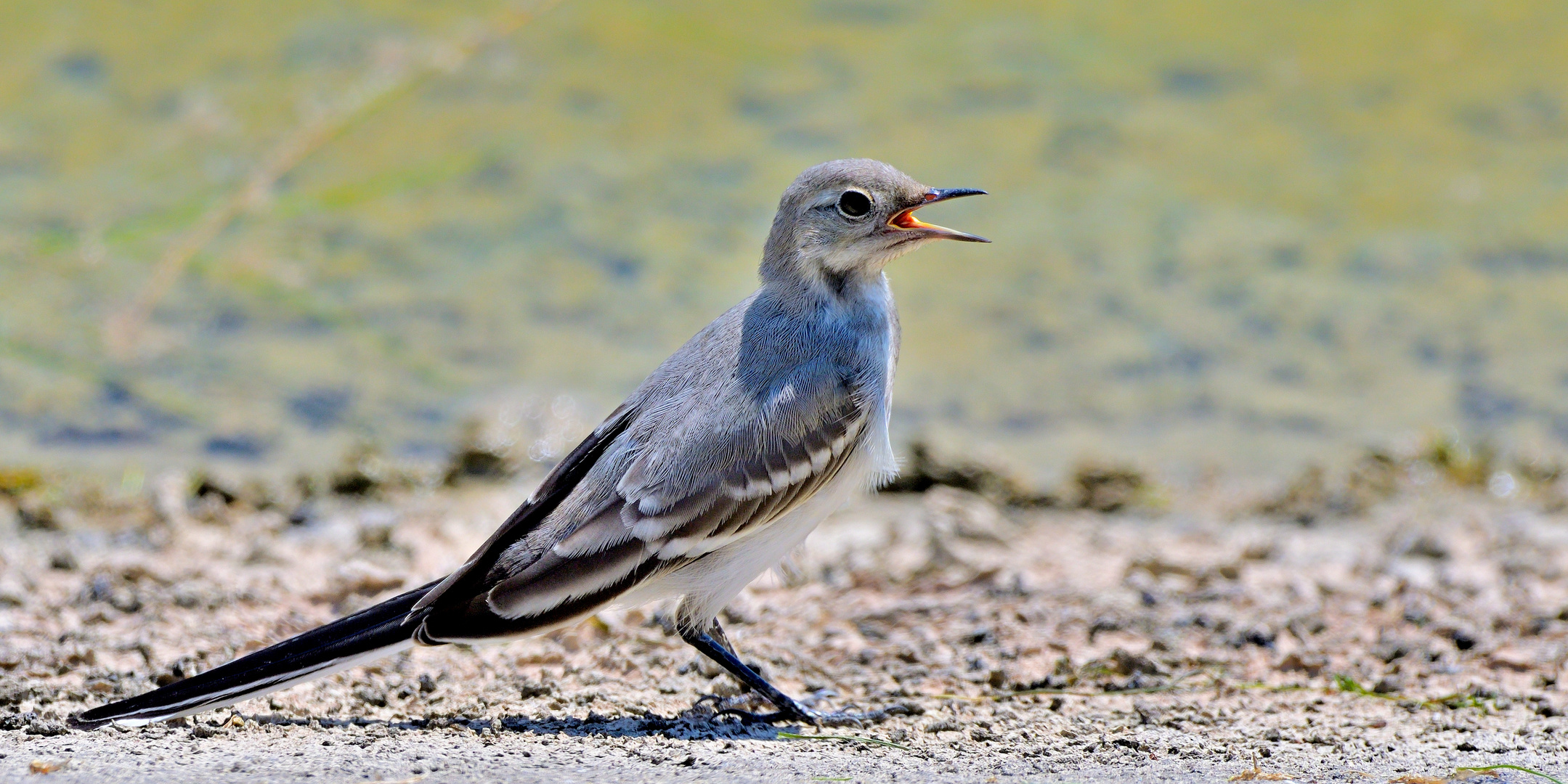 Bachstelze Jungvogel