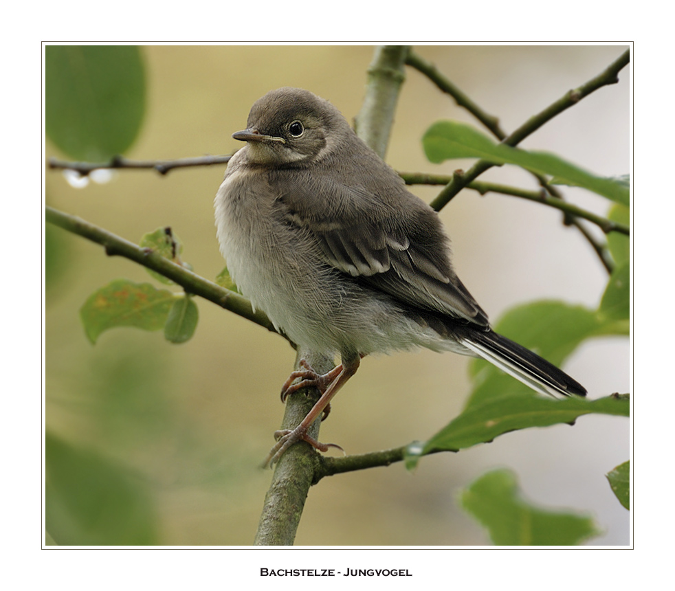 Bachstelze - Jungvogel