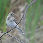 Bachstelze Jungvogel