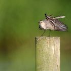 "Bachstelze", Jungvogel flügge