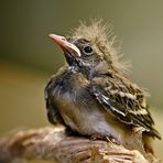 bachstelze jungvogel reloaded