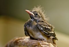 bachstelze jungvogel reloaded