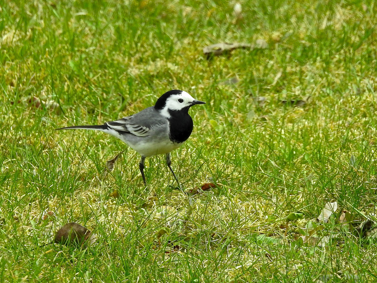 Bachstelze Männchen