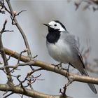 Bachstelze mal auf dem Baum