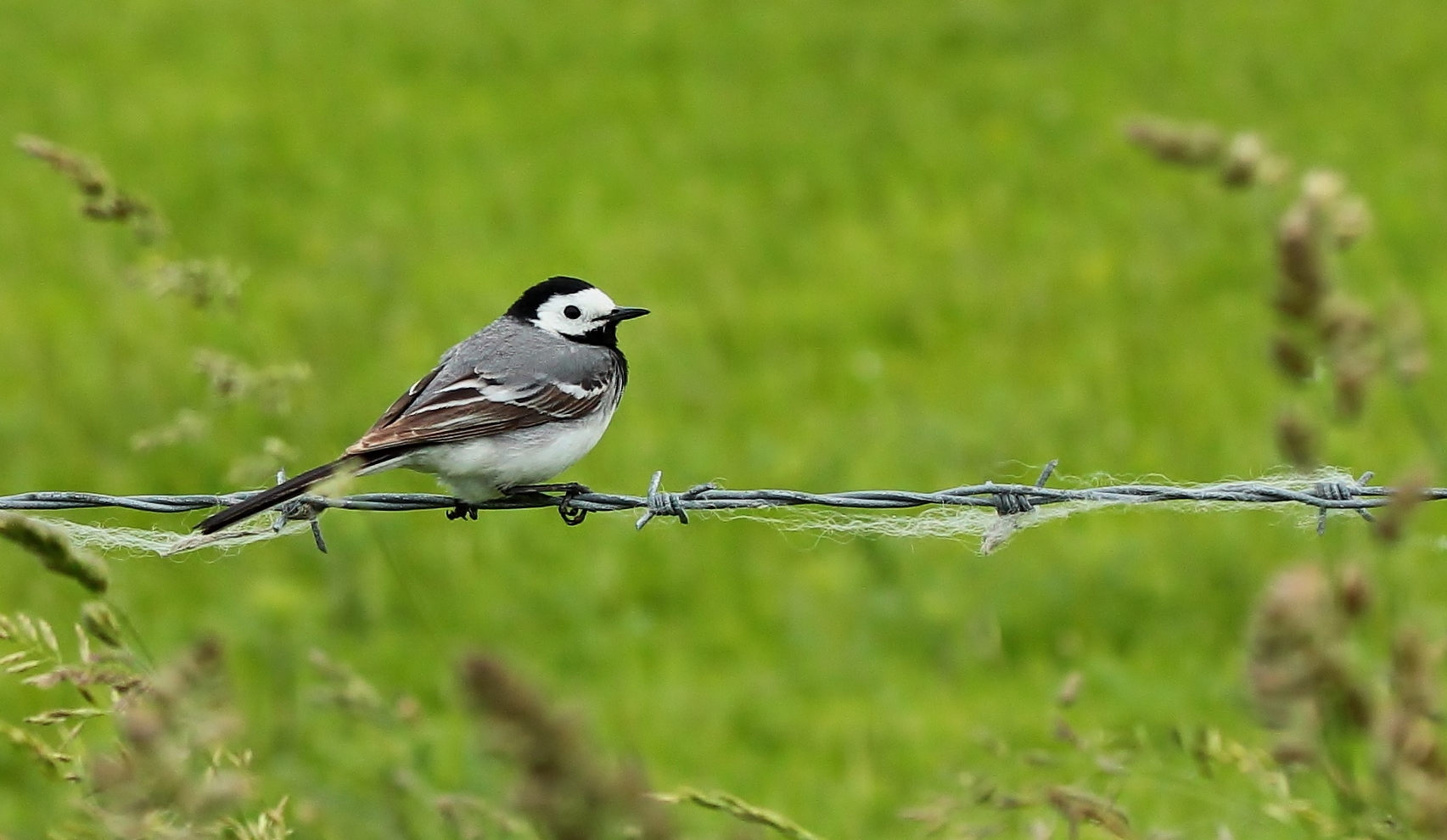 Bachstelze, Mann (Motacilla alba)...