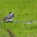 Bachstelze, Mann (Motacilla alba)...