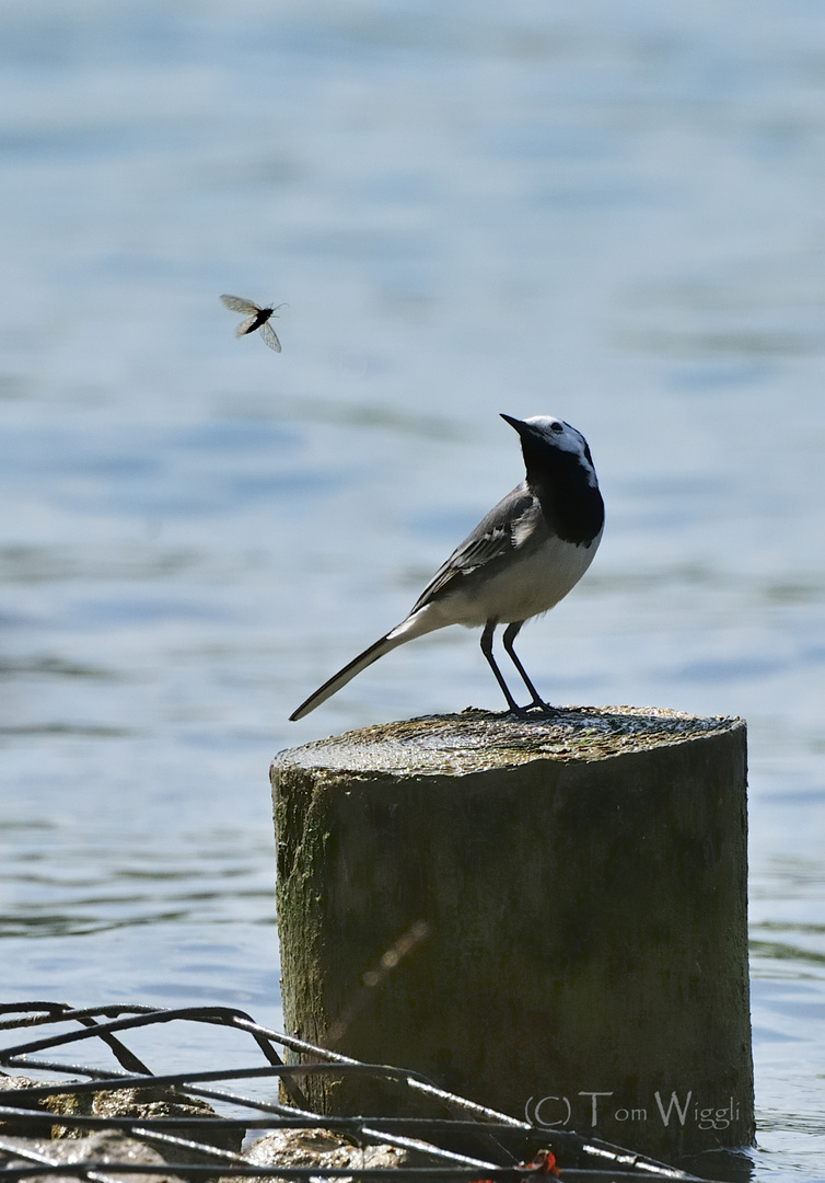 Bachstelze mit Blick aufs Essen