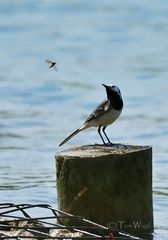 Bachstelze mit Blick aufs Essen