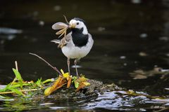 Bachstelze mit fetter Beute