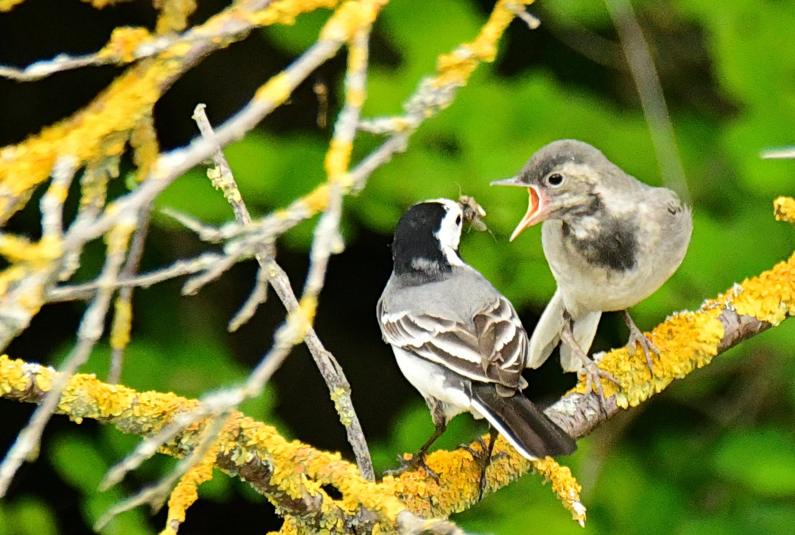 Bachstelze mit Jungvogel 