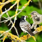 Bachstelze mit Jungvogel 