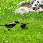 Bachstelze mit Jungvogel