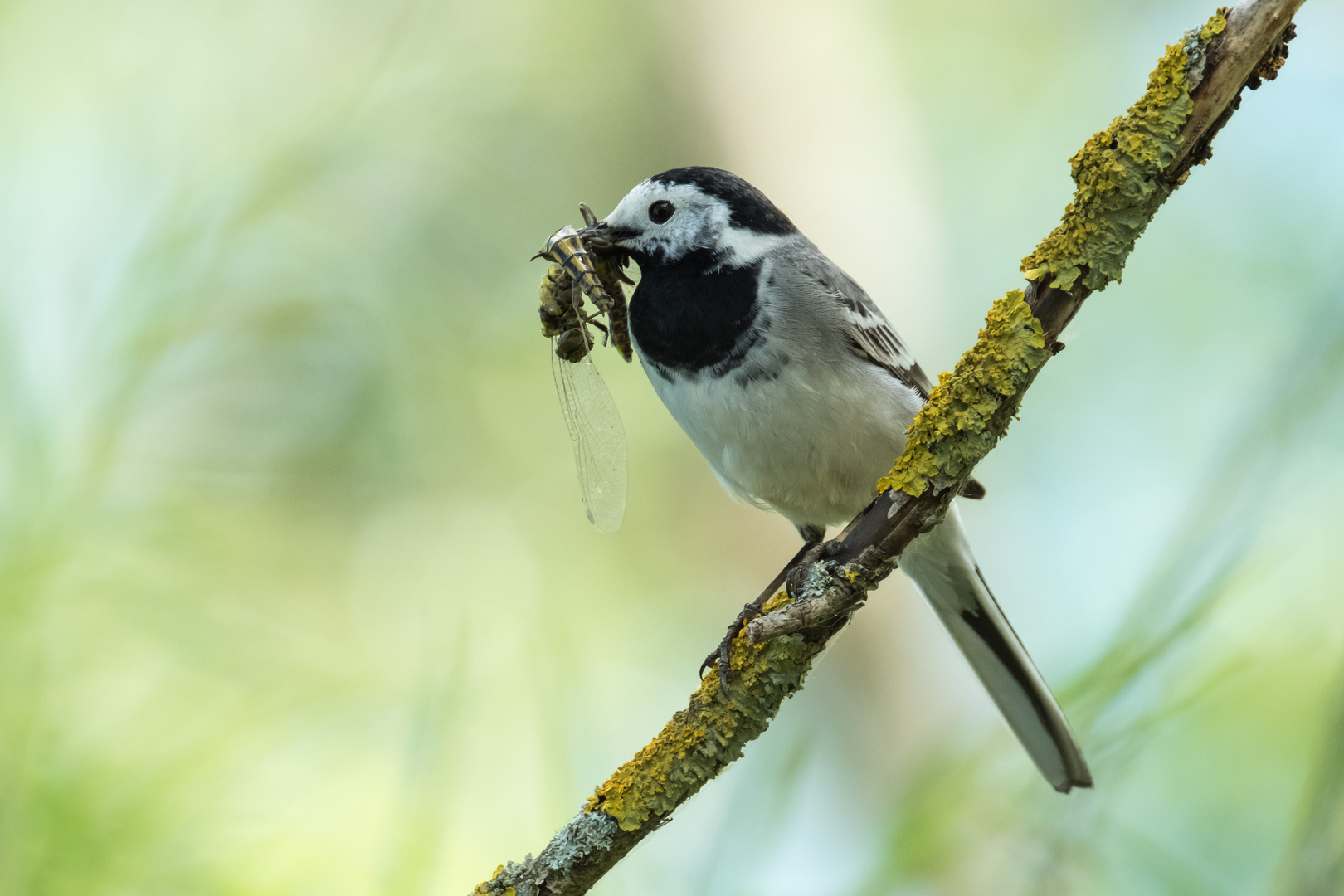 Bachstelze mit Libelle vor dem Nest