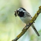 Bachstelze mit Libelle vor dem Nest