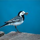 Bachstelze (Motacilla alba)