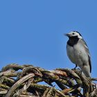 Bachstelze (Motacilla alba)