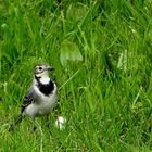 Bachstelze (Motacilla alba)