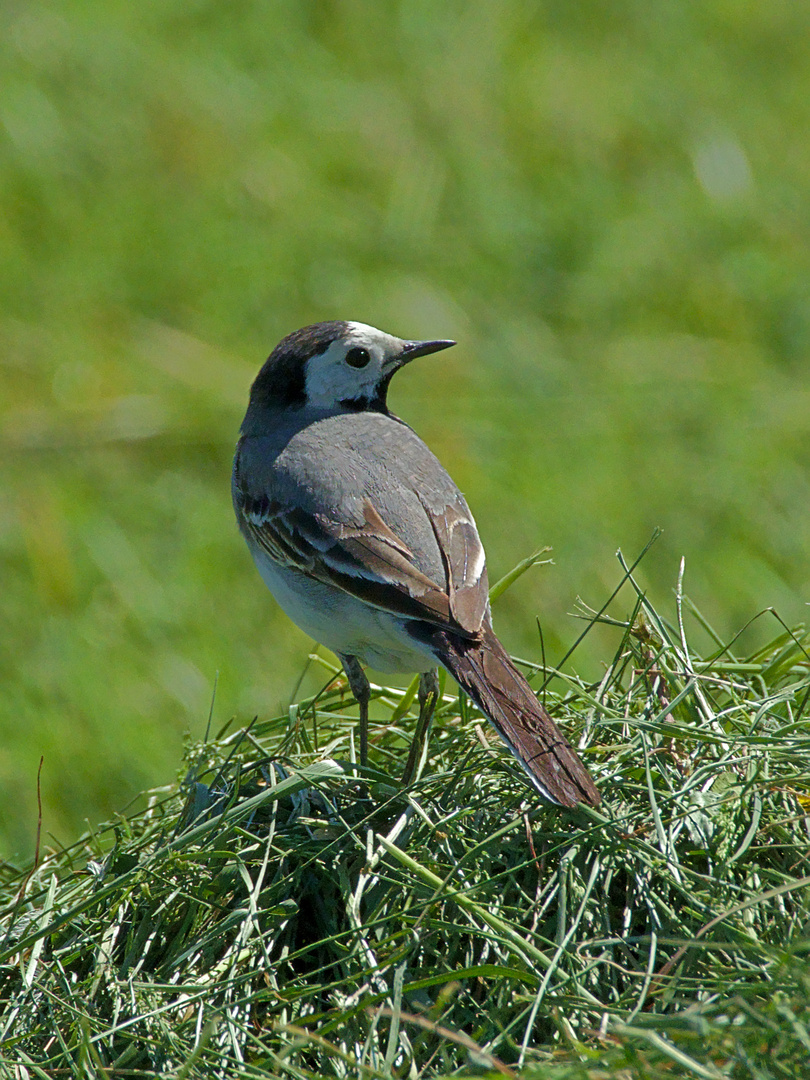 Bachstelze (Motacilla alba) 1