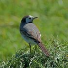 Bachstelze (Motacilla alba) 1