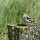 Bachstelze - Motacilla alba